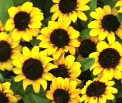 Image result for Sanvitalia procumbens