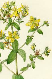 Attēlu rezultāti vaicājumam “Hypericum perforatum bud”