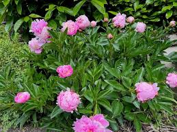 Attēlu rezultāti vaicājumam “Paeonia lactiflora”
