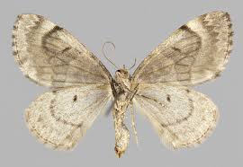 Attēlu rezultāti vaicājumam “Thera variata”