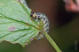 Attēlu rezultāti vaicājumam “Nematus ribesii”