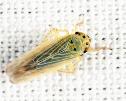 Attēlu rezultāti vaicājumam “Macrosteles sp. imago”