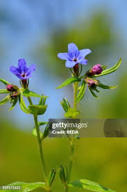 Attēlu rezultāti vaicājumam “Lithospermum officinale flower”