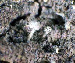 Attēlu rezultāti vaicājumam “Chaenotheca brachypoda”