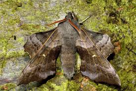 Attēlu rezultāti vaicājumam “Laothoe populi”