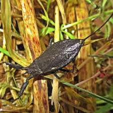 Attēlu rezultāti vaicājumam “Nepa cinerea nymph”