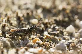 Attēlu rezultāti vaicājumam “Myrmeleotettix maculatus”