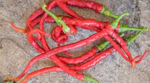 Afbeeldingsresultaat voor aji habanero hot pepper