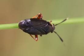 Attēlu rezultāti vaicājumam “Capsus ater imago”
