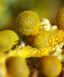 Attēlu rezultāti vaicājumam “Physarum pseudoalexandrowiczii macro”