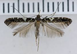 Attēlu rezultāti vaicājumam “Gracillariidae”