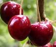 http://aldebaran.eu.org/images/cerises-Di-Vign.jpg