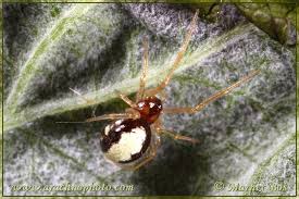 Attēlu rezultāti vaicājumam “Neottiura bimaculata female”