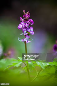 Attēlu rezultāti vaicājumam “Corydalis cava flower”