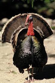 Attēlu rezultāti vaicājumam “Meleagris male”