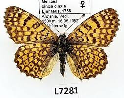 Attēlu rezultāti vaicājumam “Melitaea cinxia”