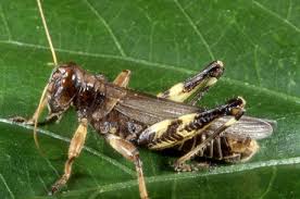 Attēlu rezultāti vaicājumam “Acrididae”