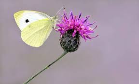 Attēlu rezultāti vaicājumam “Pieris rapae male”