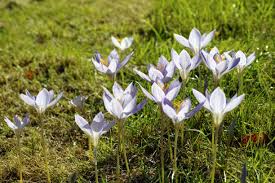 Attēlu rezultāti vaicājumam “Crocus speciosus”