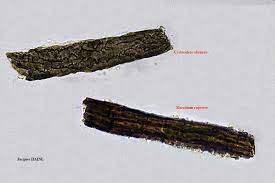 Attēlu rezultāti vaicājumam “Cystocoleus ebeneus”