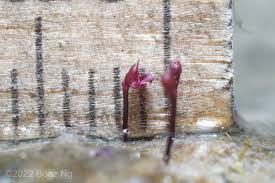 Attēlu rezultāti vaicājumam “Utricularia intermedia flower”