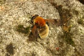 Attēlu rezultāti vaicājumam “Arctophila superbiens”