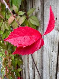 Attēlu rezultāti vaicājumam “Parthenocissus quinquefolia leaf”