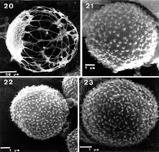 Attēlu rezultāti vaicājumam “Badhamiopsis ainoae”
