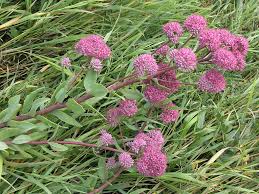 Attēlu rezultāti vaicājumam “Hylotelephium telephium flower”