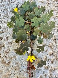 Attēlu rezultāti vaicājumam “Oxalis corniculata fruit”