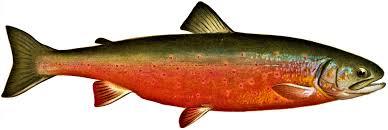 Image result for Salmo dentex