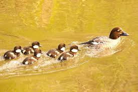 Attēlu rezultāti vaicājumam “Bucephala clangula juvenile”