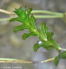 Attēlu rezultāti vaicājumam “Potamogeton perfoliatus flower”