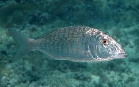 Image result for Lithognathus lithognathus