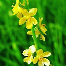 Image result for Agrimonia eupatoria