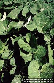 Attēlu rezultāti vaicājumam “Petasites hybridus leaf”