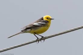 Attēlu rezultāti vaicājumam “Motacilla citreola male”