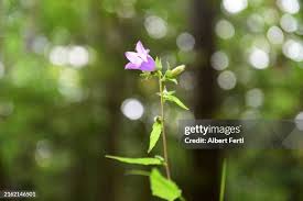 Attēlu rezultāti vaicājumam “Campanula latifolia flower”
