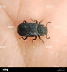 Attēlu rezultāti vaicājumam “Bolitophagus reticulatus imago”