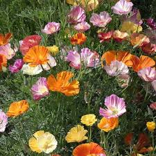 Attēlu rezultāti vaicājumam “Eschscholzia californica fruit”