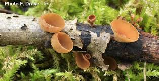 Attēlu rezultāti vaicājumam “Rutstroemia firma”