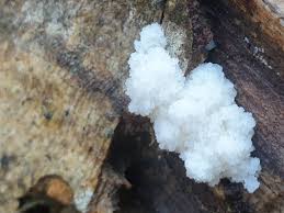 Attēlu rezultāti vaicājumam “Didymium spongiosum”