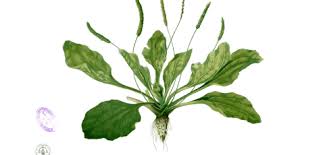 Attēlu rezultāti vaicājumam “Plantago major subsp. intermedia leaf”