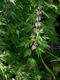 Image result for Leonurus cardiaca