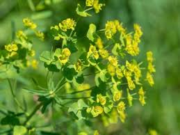 Attēlu rezultāti vaicājumam “Euphorbia virgata flower”