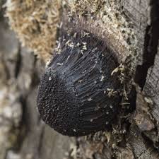 Attēlu rezultāti vaicājumam “Symphytocarpus flaccidus”