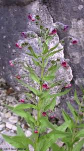 Attēlu rezultāti vaicājumam “Cynoglossum officinale flower”