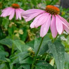 Attēlu rezultāti vaicājumam “Echinacea purpurea flower”