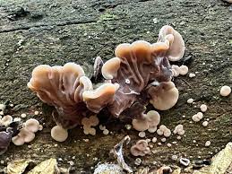 Attēlu rezultāti vaicājumam “Auricularia mesenterica”