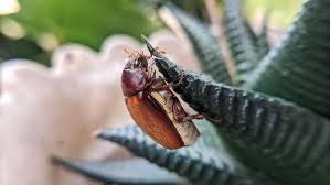 Attēlu rezultāti vaicājumam “Serica brunnea”